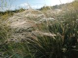 Stipa lessingiana. Плодоносящее растение. ЛНР, окр. г. Старобельск, правый берег р. Айдар, меловая степь. 6 июня 2022 г.