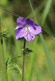 Polemonium caeruleum. Цветок. Брянская обл., автотрасса М3, 394-й км, переувлажнённая обочина дороги. 9 июня 2023 г.