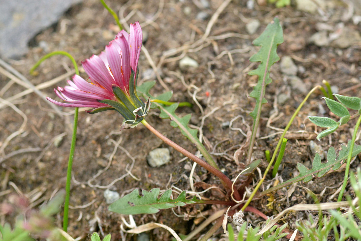 Image of Taraxacum neokamtschaticum specimen.