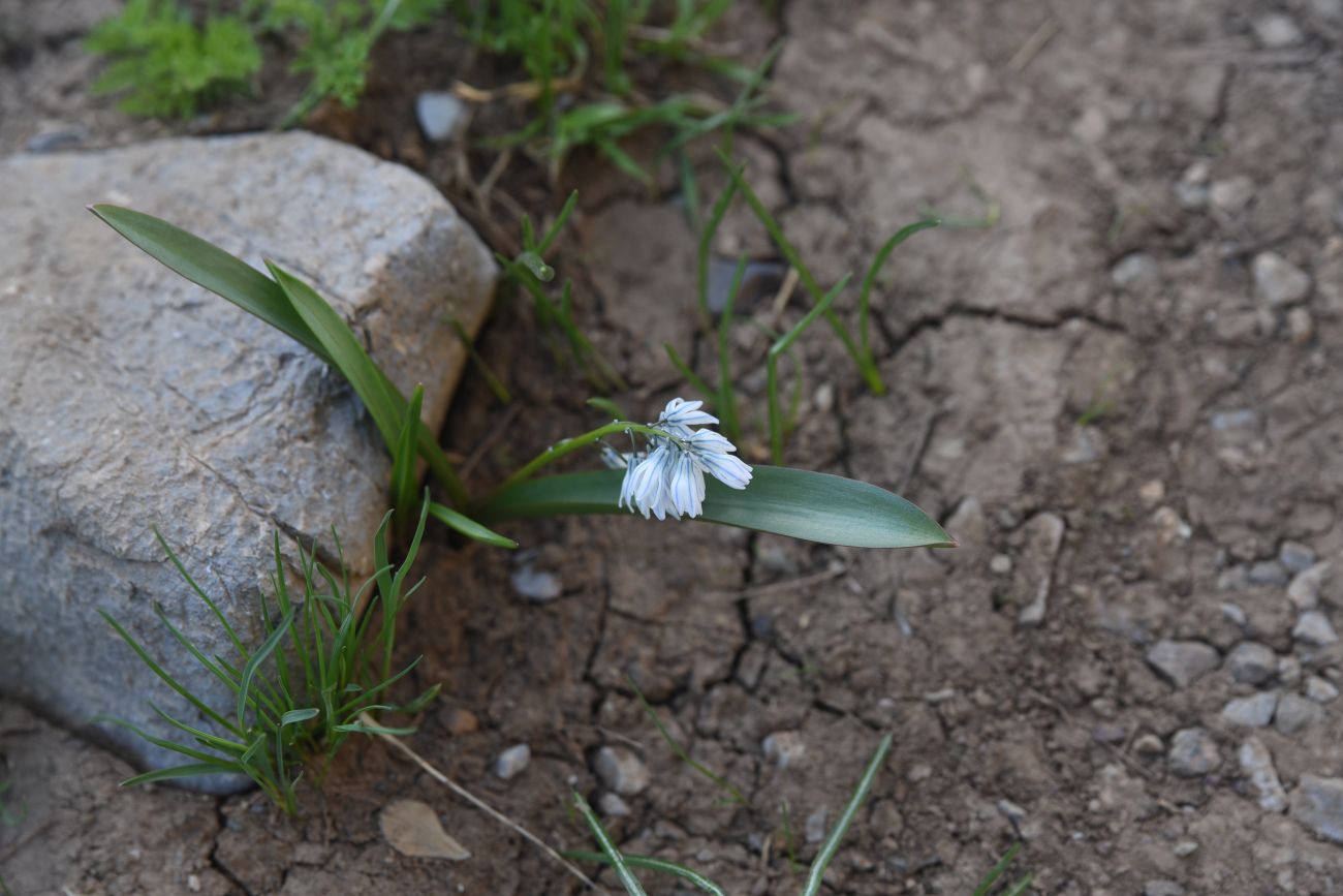 Image of Puschkinia scilloides specimen.