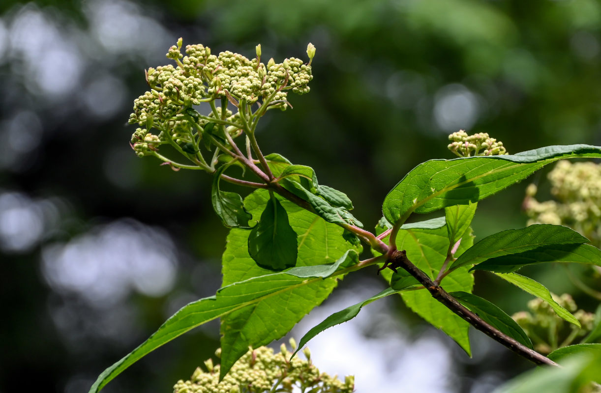 Image of Hydrangea chinensis specimen.