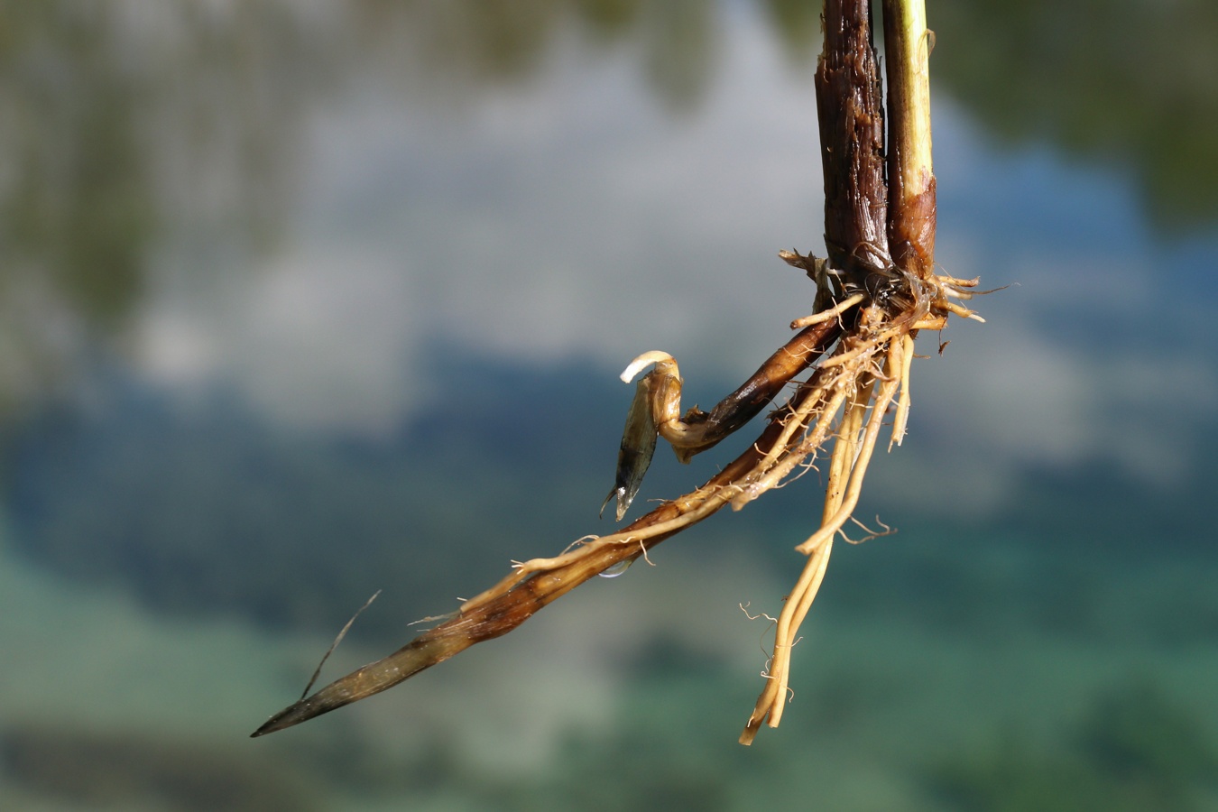 Изображение особи Carex diandra.