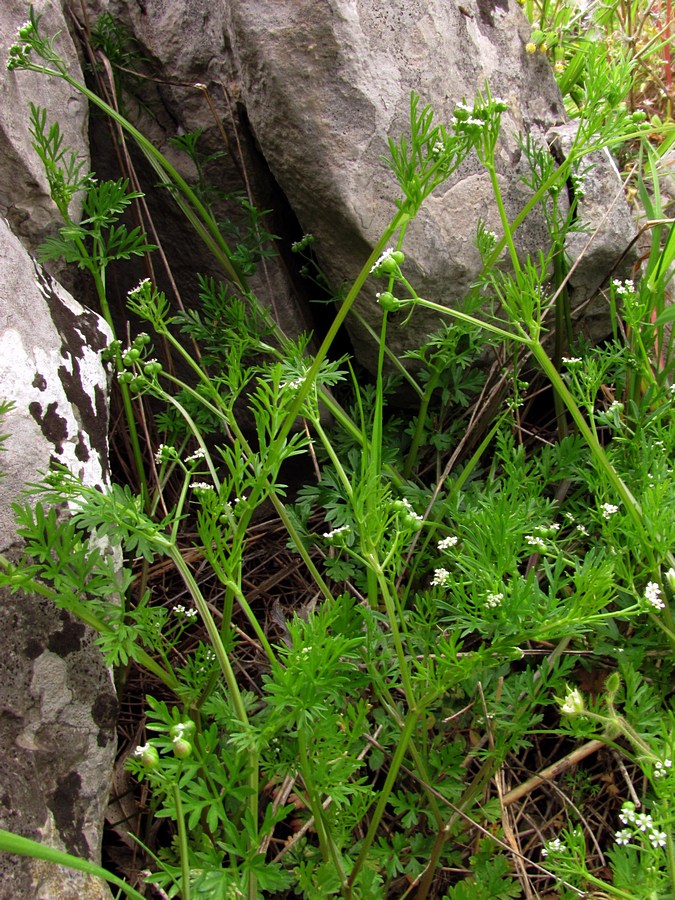 Изображение особи Bifora testiculata.