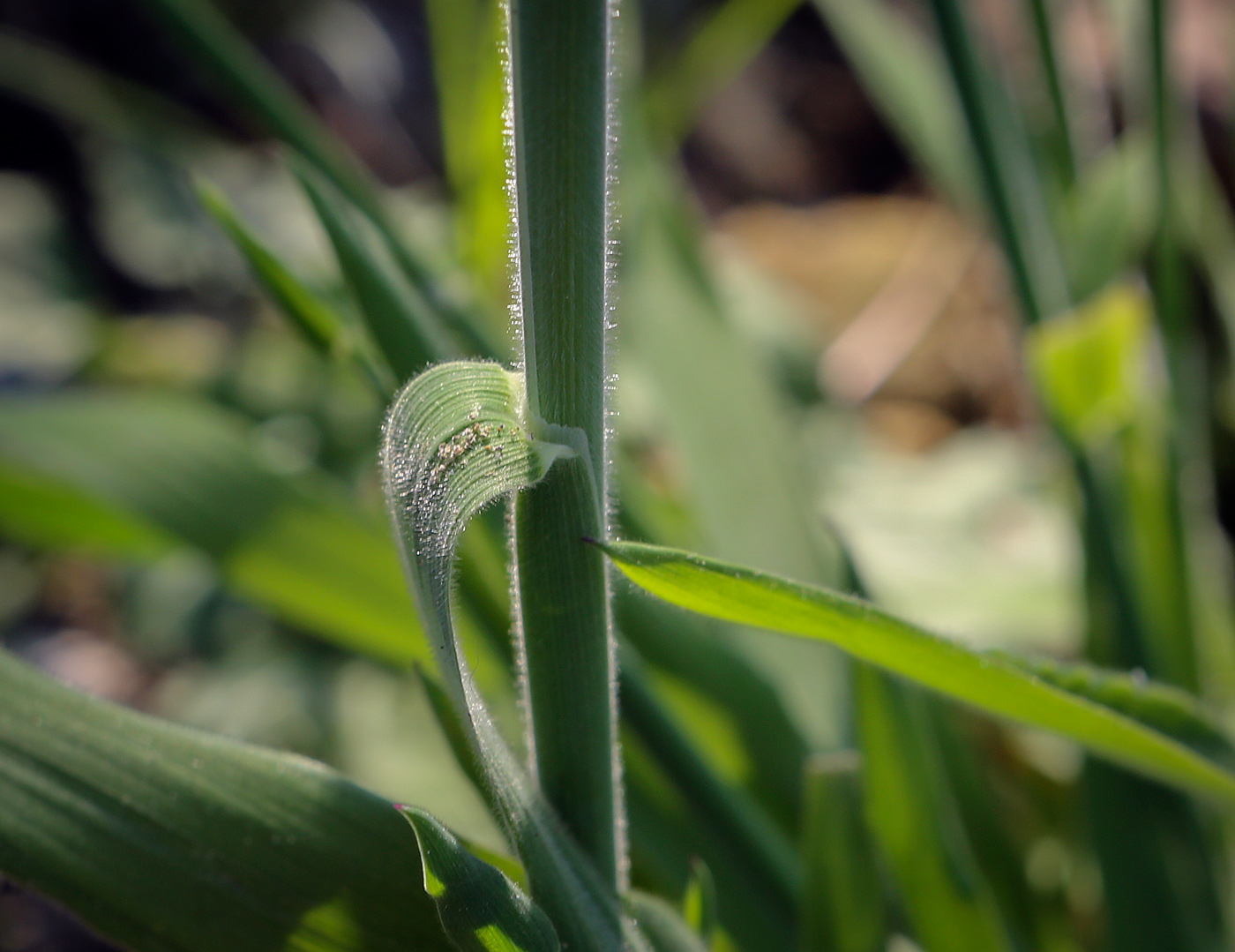 Изображение особи Holcus lanatus.