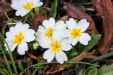 Primula vulgaris