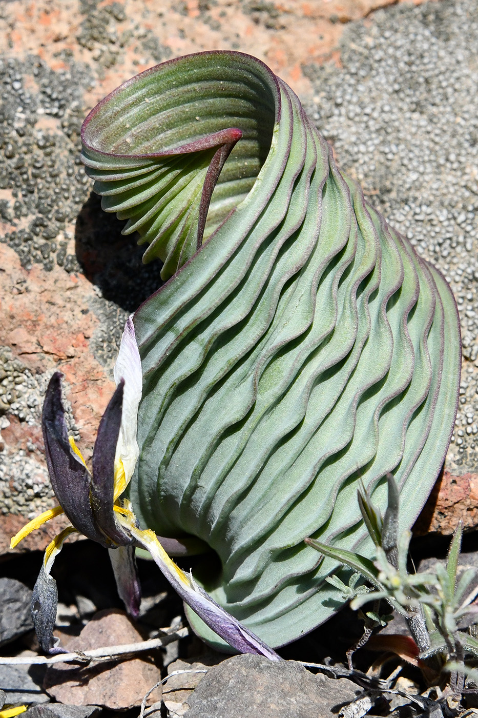 Image of Tulipa regelii specimen.