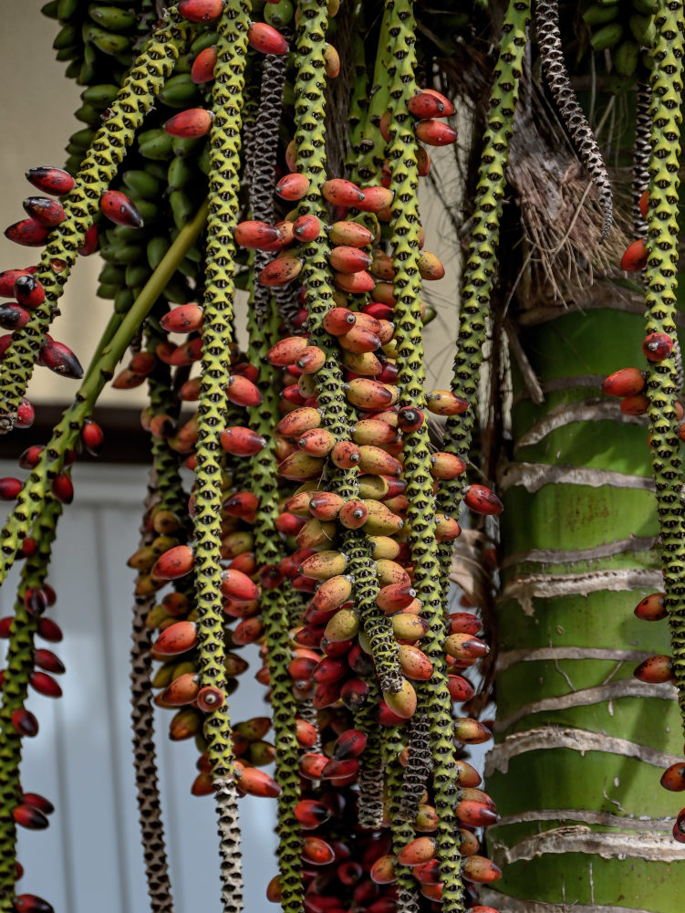 Image of Howea forsteriana specimen.