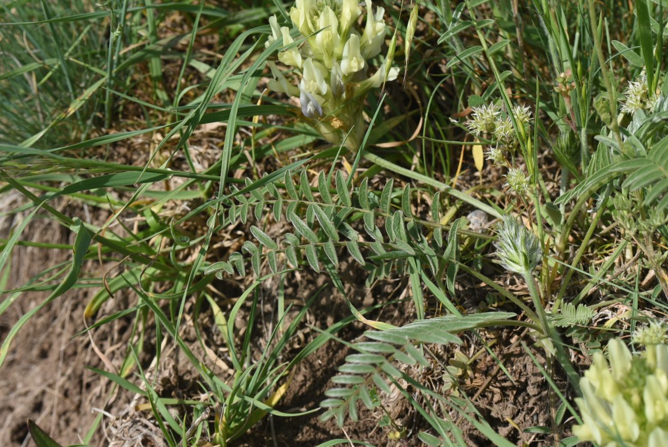 Изображение особи Неопознанный вид.