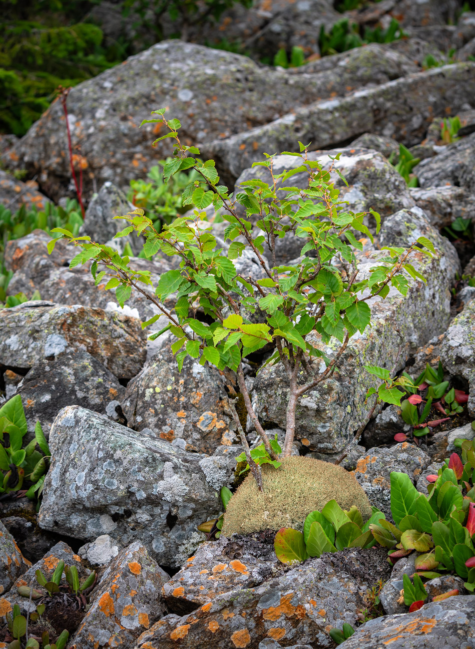 Изображение особи Betula lanata.