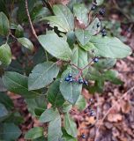 неопознанный вид. Ветвь с соплодиями. Крым, Ялта, пгт Ливадия, парк Ливадийского дворца, пешеходный маршрут \"Солнечная тропа\". 07.01.2026.