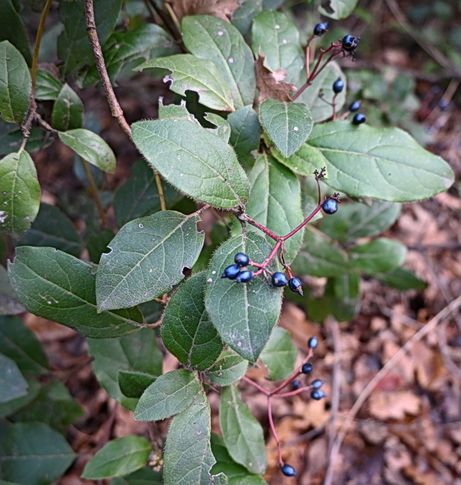 Изображение особи Неопознанный вид.