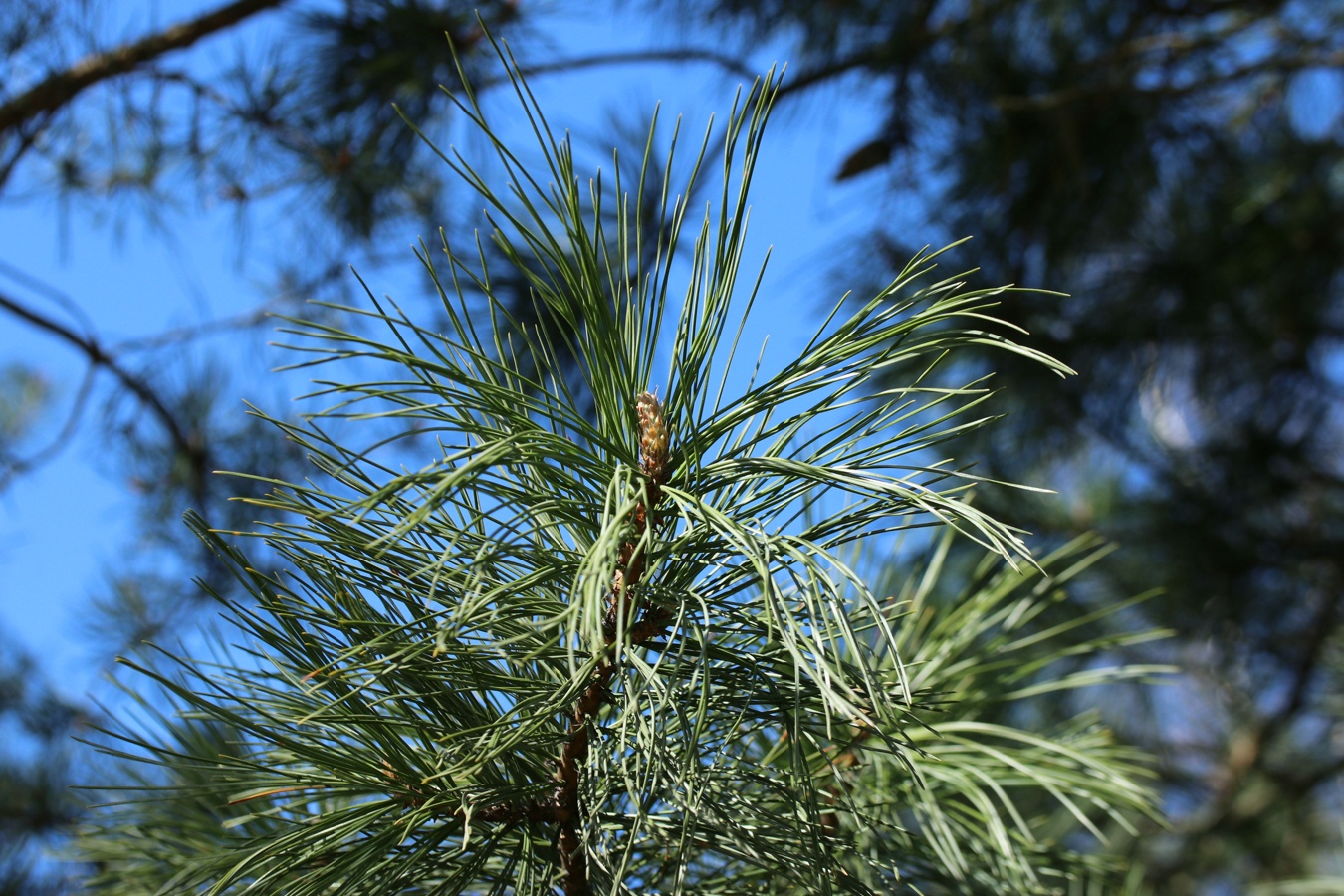Изображение особи Pinus sibirica.