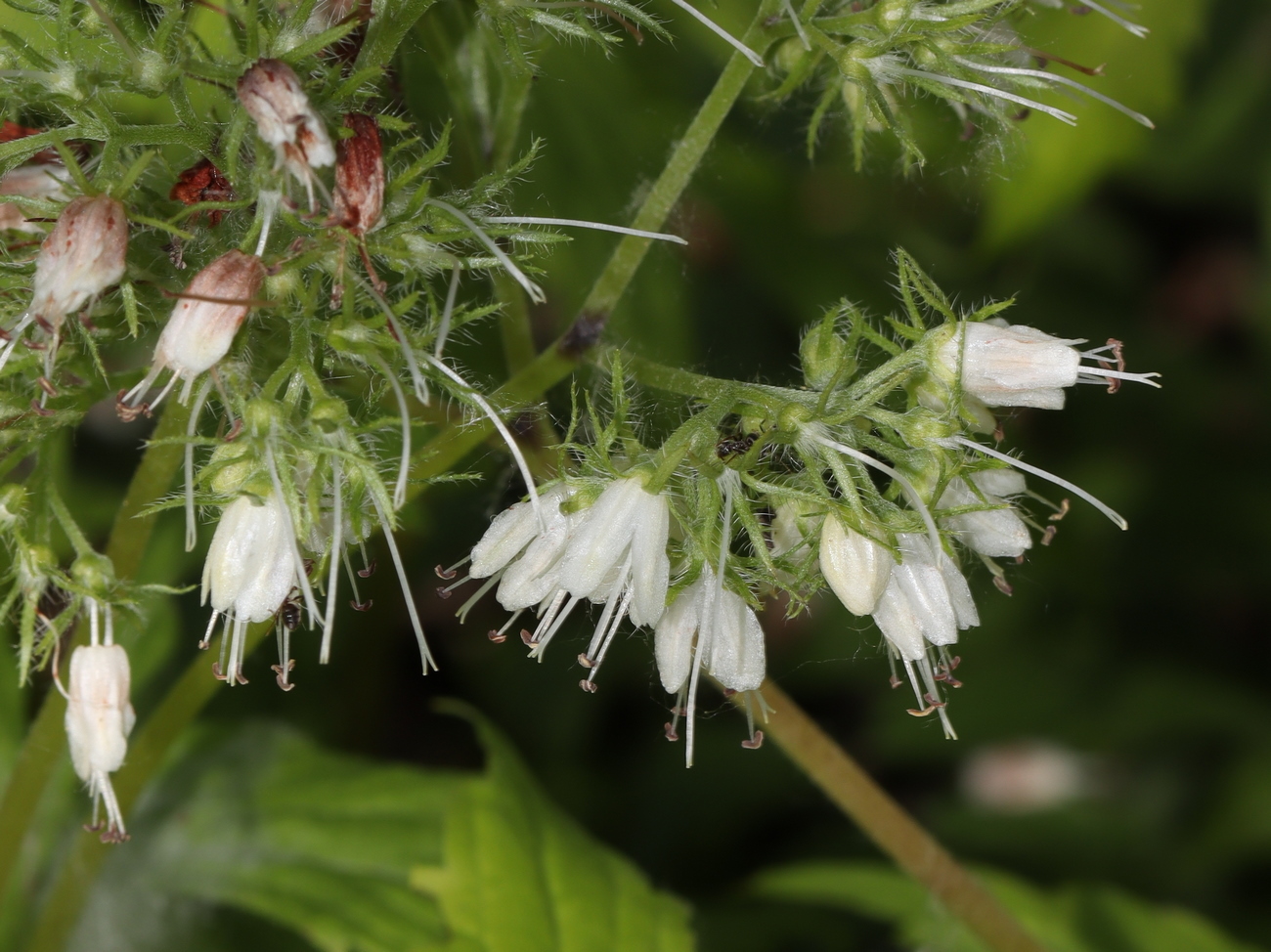 Изображение особи Hydrophyllum virginianum.