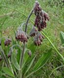 Rindera oblongifolia. Верхняя часть цветущего растения. Казахстан. Туркестанская обл., Толебийский р-н, Зап. Тянь-Шань, Сайрам-Угамский нац. парк; выс. ок. 2000 м н.у.м., дол. р. Кыржалсай, левое русло, правый борт, средняя часть крутого склона, щебнистый грунт. 26.04.2026.