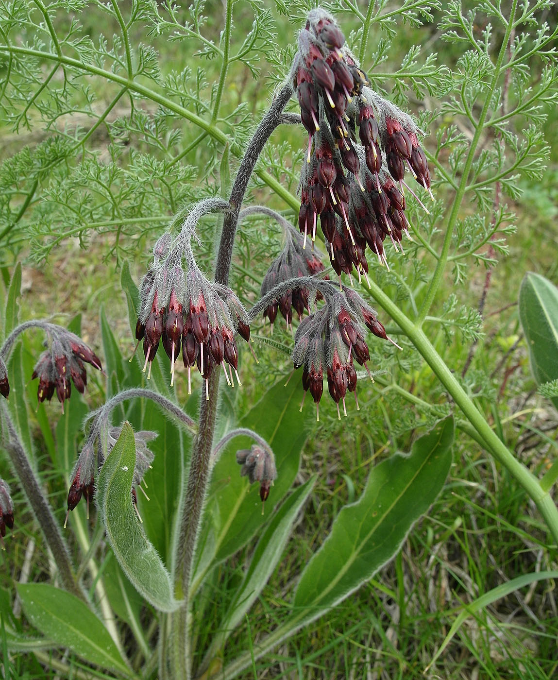 Image of Rindera oblongifolia specimen.