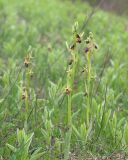 Ophrys mammosa subspecies caucasica. Цветущие растения. Краснодарский край, Крымский р-н, окр. станицы Неберджаевская, дол. р. Липки, пушистодубово-грабинниковый лес, задернованное скальное обнажение с кустами Paliurus spina-christi на месте старого заросшего карьера. 22.04.2026.