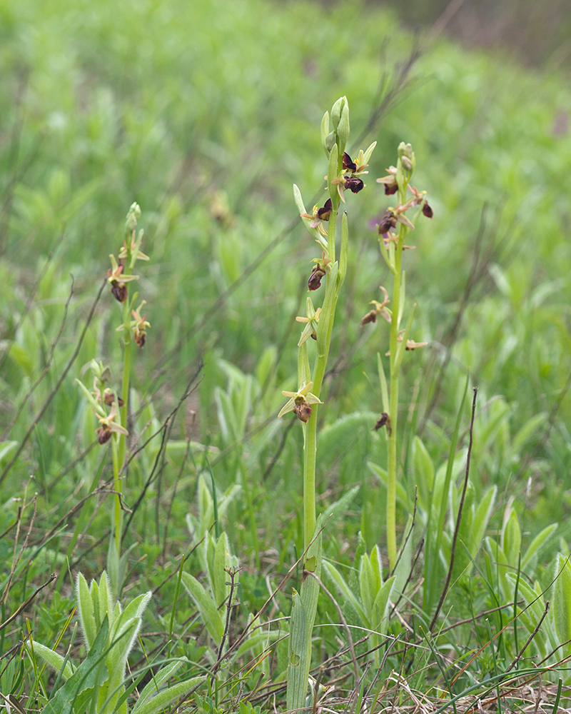 Image of Ophrys mammosa ssp. caucasica specimen.