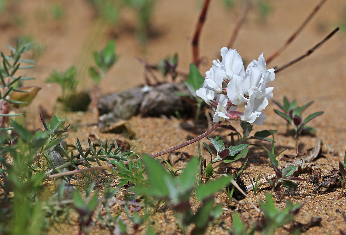 Image of Oxytropis hailarensis specimen.