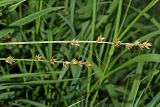 Carex divulsa. Соплодия. Краснодарский край, муниципальное образование город-курорт Сочи, Адлерский р-н, Кудепстинский сельский округ, окр. пос. Дубравный, Кудепстенский дендропарк, широколиственный лес, обочина дороги. 30.06.2024.