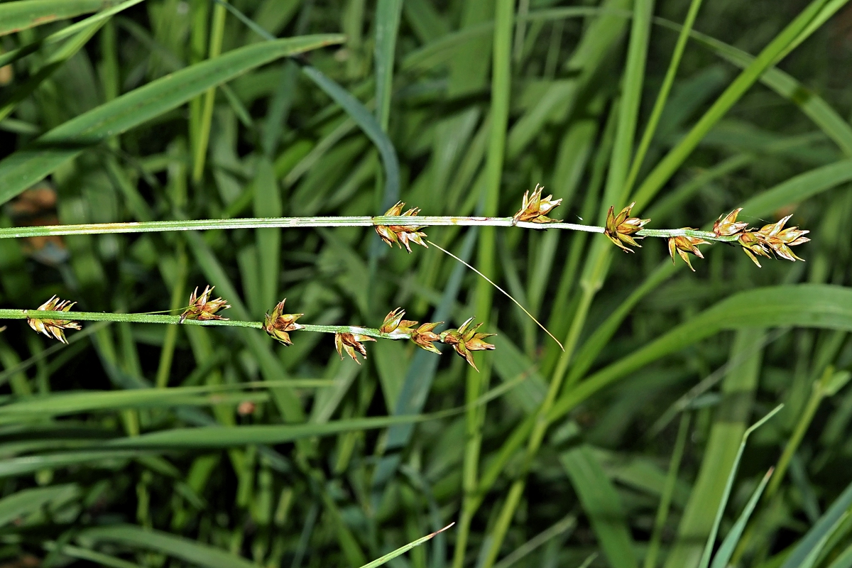 Изображение особи Carex divulsa.