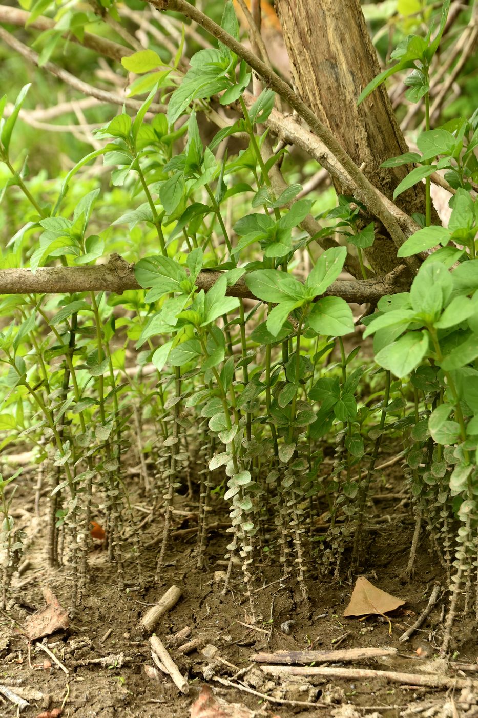 Image of Mentha aquatica specimen.