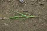 genus Tragopogon
