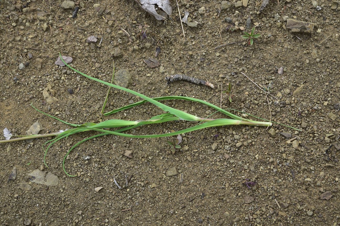 Image of Tragopogon graminifolius specimen.