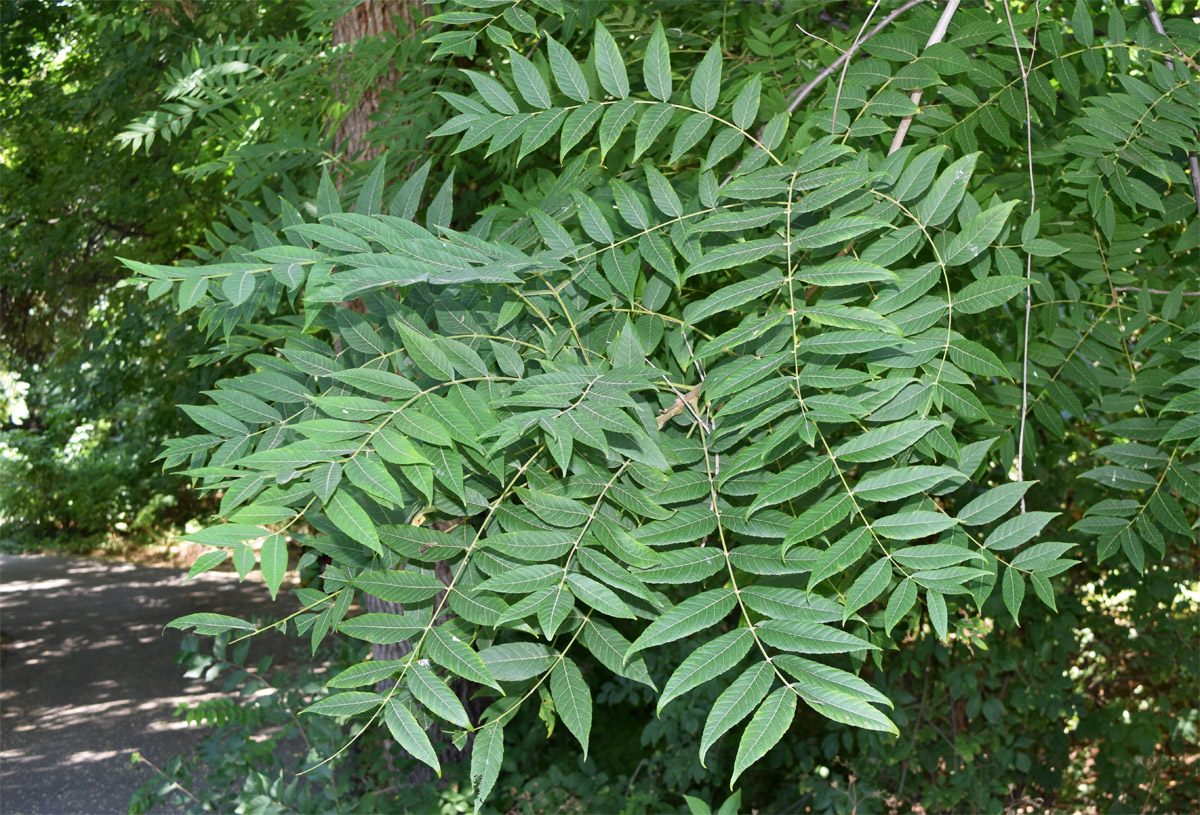 Изображение особи Juglans nigra.