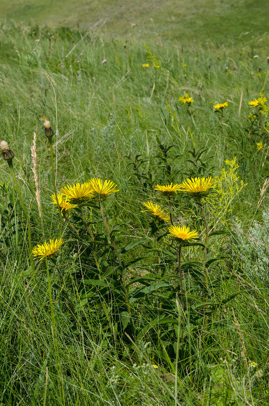 Image of Inula britannica specimen.