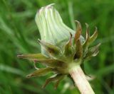 Taraxacum