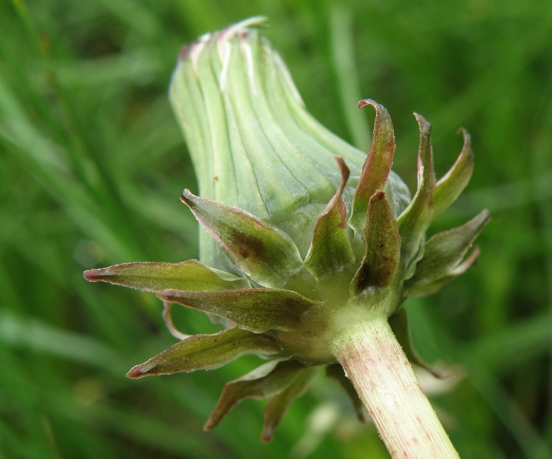 Изображение особи род Taraxacum.