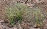 род Stipa
