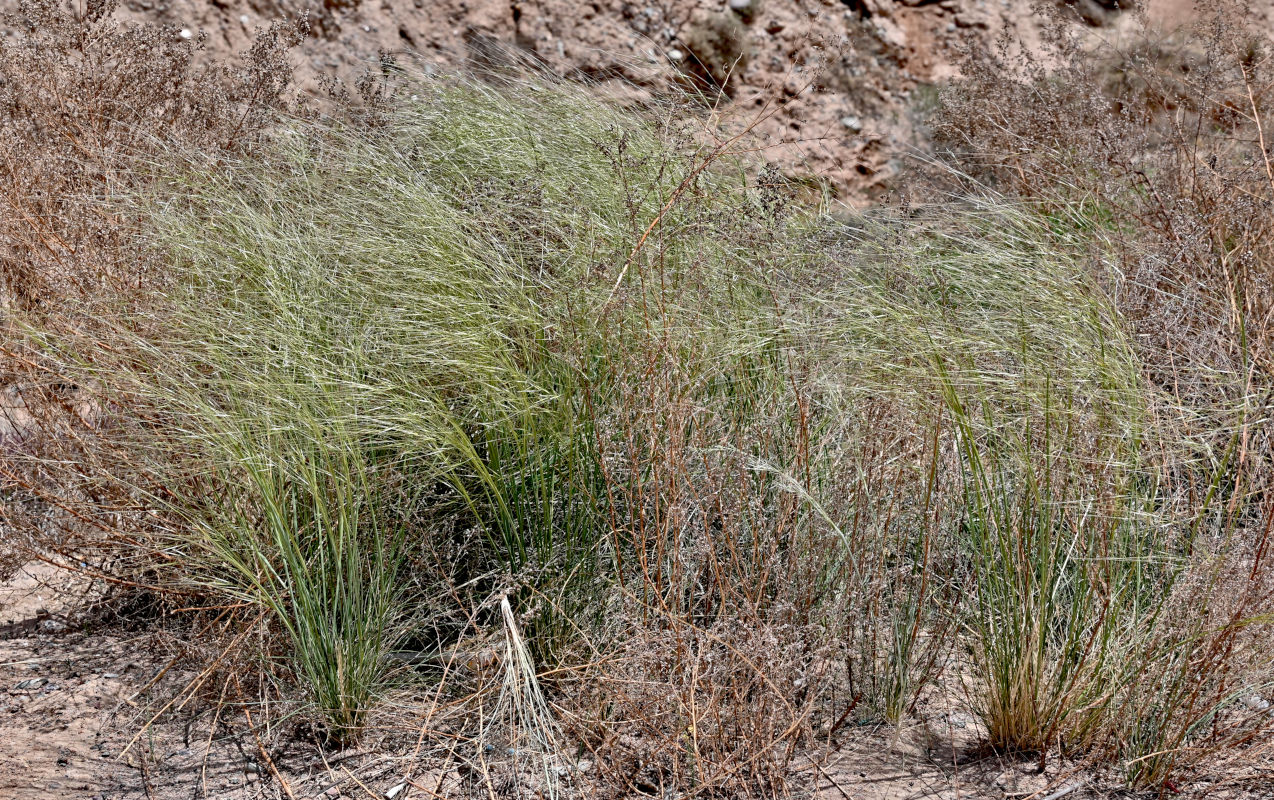 Изображение особи род Stipa.