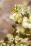 Salsola dzhungarica. Побег с плодами. Казахстан, Алматинская обл., нац. парк \"Чарын\", пестроцветный сухой щебнистый склон. 18 сентября 2026 г.