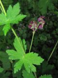 Geranium phaeum. Часть побега с цветоносом. Украина, Львов, Стрыйский парк. 9 мая 2008 г.