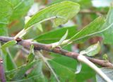 Salix cinerea