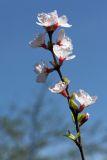 Cerasus tomentosa