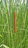 Typha angustifolia