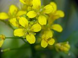 Bunias orientalis. Цветки. Московская обл., Раменский р-н, окр. дер. Хрипань, дачный участок. 30.06.2006.