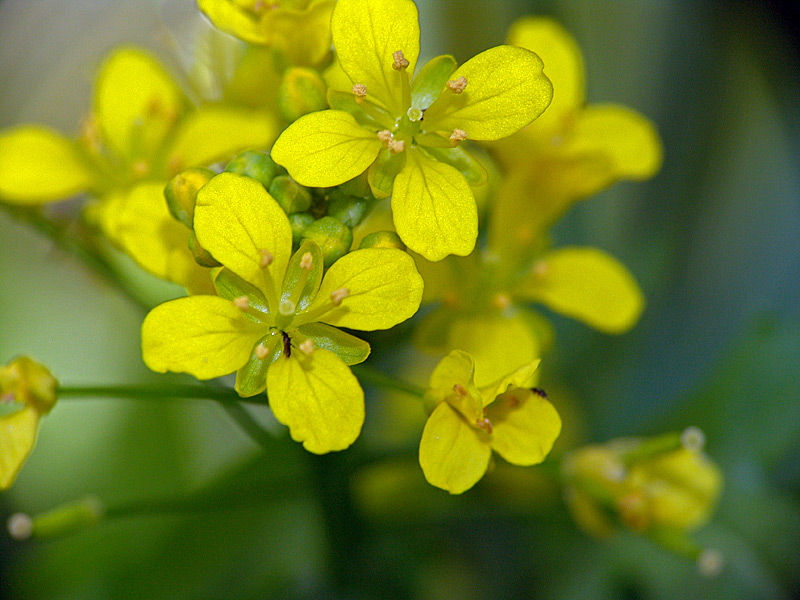 Image of Bunias orientalis specimen.