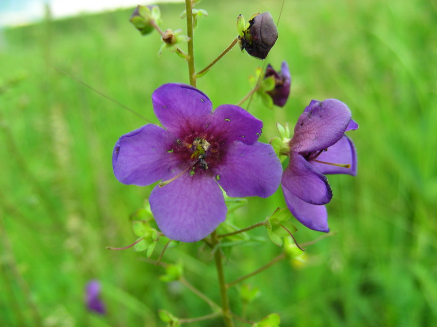 Изображение особи Verbascum phoeniceum.