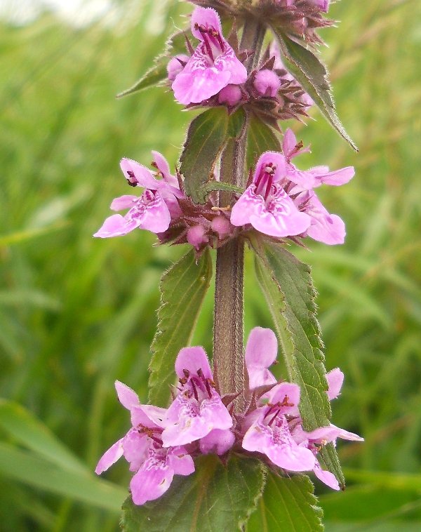 Image of Stachys palustris specimen.