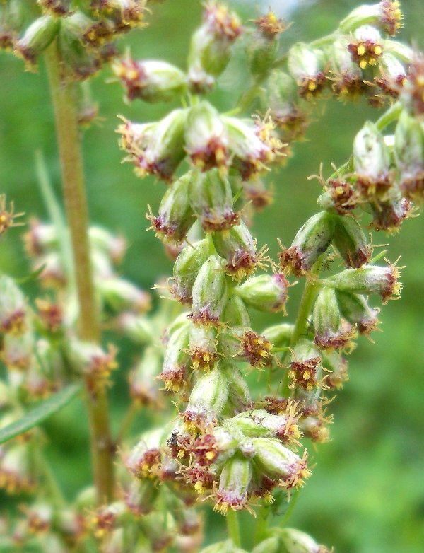 Image of Artemisia vulgaris specimen.