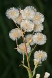 Erigeron podolicus. Верхушка плодоносящего растения. Республика Татарстан, национальный парк \"Нижняя Кама\". 13.08.2011.