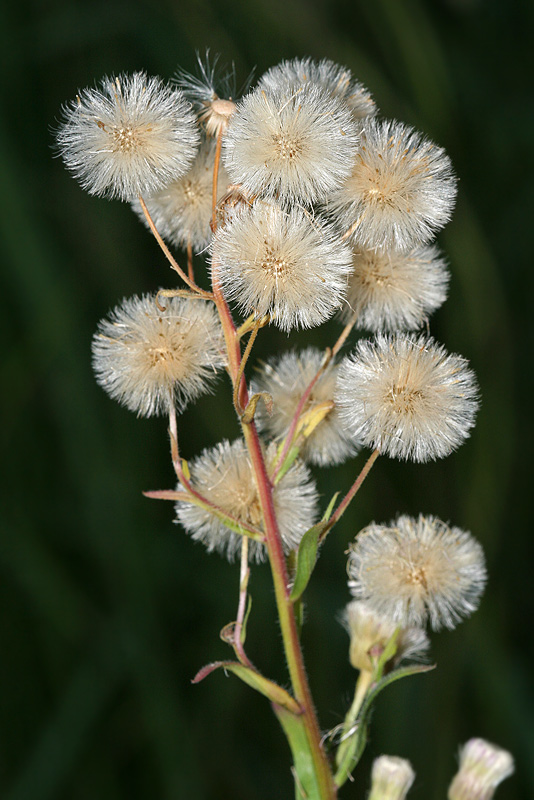 Изображение особи Erigeron podolicus.