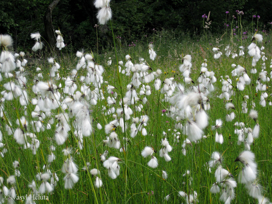 Изображение особи Eriophorum latifolium.