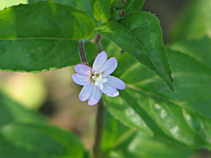 Image of Epilobium montanum specimen.