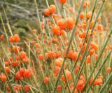 Ephedra equisetina