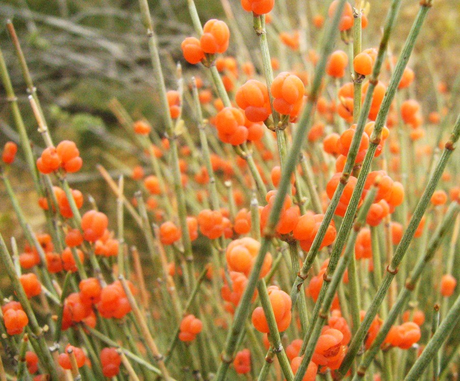 Image of Ephedra equisetina specimen.