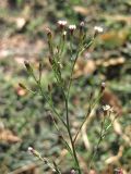 Symphyotrichum subulatum var. squamatum